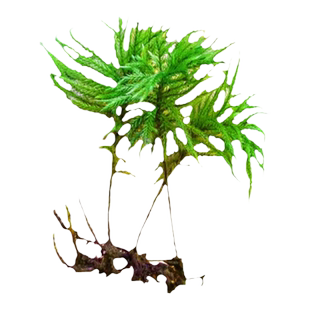 万年藓水草植物真草鱼缸造景雨林缸活体新手易活鹿角藓水培前景草