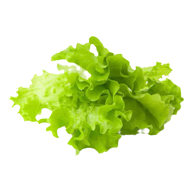 高产绿生菜苗子美国大速生菜苗