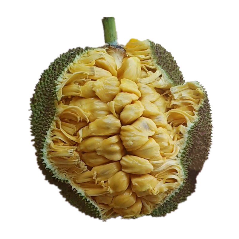 湿包菠萝蜜罕见稀有软糯香甜水果