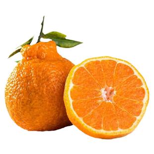 四川柑橘树苗丑八怪不知火橘子苗丑柑嫁接桔苗南方北方种植树果苗