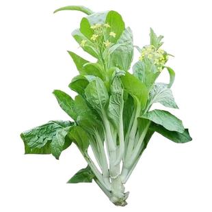 蔬菜种子大叶香菜四季小香葱播盆栽辣椒番茄秋种籽子大全植阳台