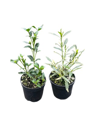 小叶寿星栀子花重瓣浓香多季开