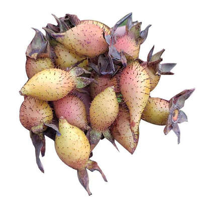 贵州霜后野生新鲜金樱子泡酒中药材糖罐子金英子新鲜现摘先发包邮