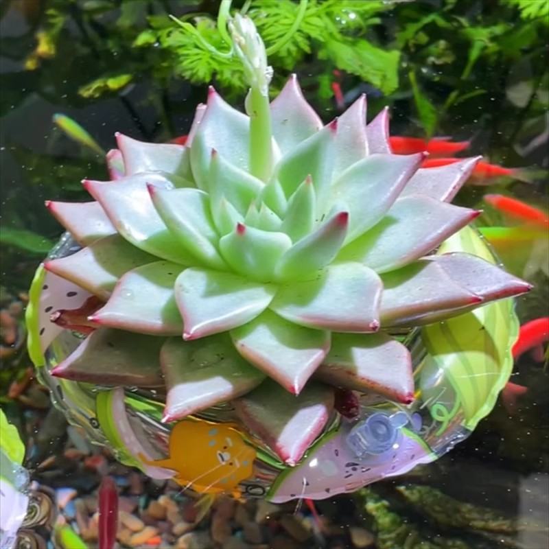 水培器皿迷你小游泳圈室内植物好养鱼缸造景摆件固定篮水培花盆