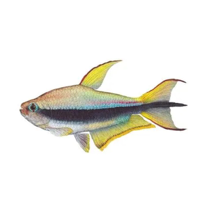 鱼官儿黑帝王灯蓝帝国王灯彩虹帝王超级蓝国王黄金帝王灯鱼观赏鱼