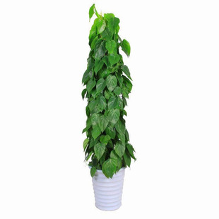 广州盆栽植物花卉心叶藤也叫心叶小绿萝除甲醛绿植净化空气好帮手