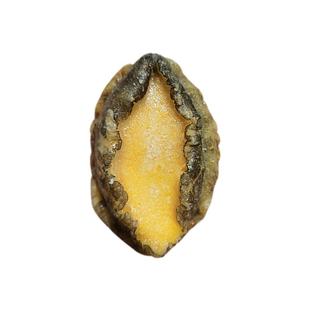 鲍鱼肉鲜活冷冻去壳去内脏小鲍鱼仔烧烤串串冰鲜商用海鲜火锅食材