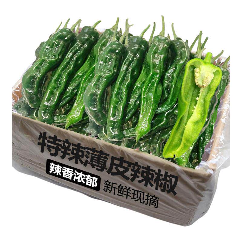 薄皮辣椒特辣苏北本地土辣椒新鲜小皱皮螺丝椒虎皮青椒辣子鸡现摘