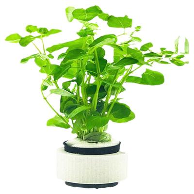 鱼缸水草植物族活造景增氧