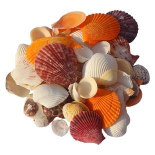 幼儿园手工天然海洋贝壳大海螺海星鱼缸造景寄居蟹壳家居装饰摆件