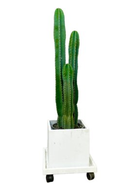庭院造景仙人柱量天尺室外绿植大