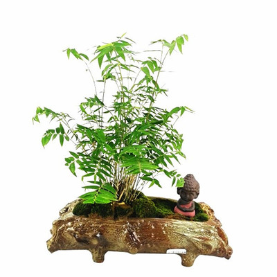 米竹盆栽观音竹凤尾竹盆景观赏竹