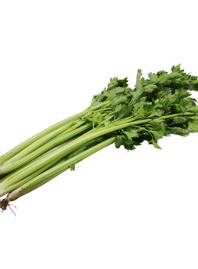 中华鲍芹芹菜种子高品质蔬菜籽