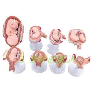 妊娠发育过程模型 胚胎计划生育模型 计生展示模型 胎儿模型 子宫