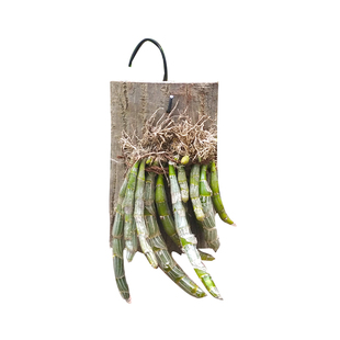 石斛盆栽带板栽好 铁皮石斛金钗鼓槌报春玫瑰吊兰苗花卉绿植 能吃