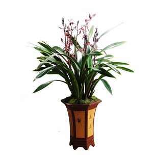 百家兰花报岁兰墨兰金边金华山金嘴 带花苞幽香 4苗起拍掌柜推荐