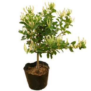 金花三号四季树形金银花树苗 常青花卉种子地种食用药用盆栽种植