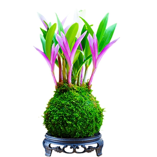 浓香型香水石斛兰四季开花兰花好养七彩改善睡眠净化空气石斛兰花