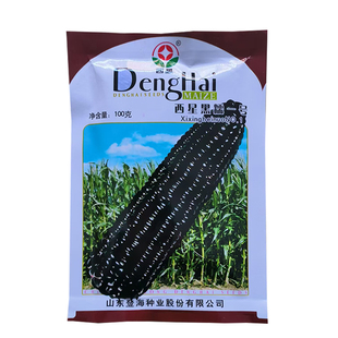 登海西星黑糯一号玉米种子薄皮紫黑粒香软糯原装优质高产抗病种籽