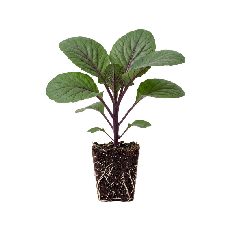红菜苔秧苗耐寒高产甜菜苗
