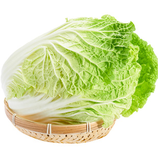 有机大白菜新鲜采摘山东大白菜胶东胶州农产品自然健康无农残蔬菜