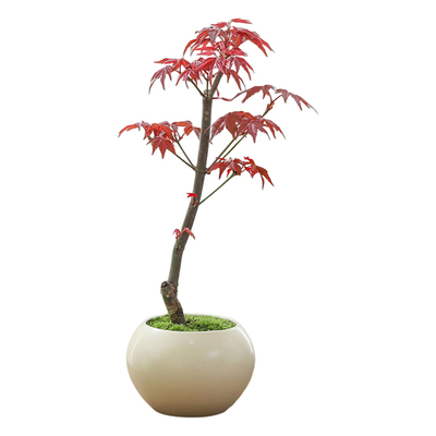 红枫盆栽室内桌面客厅