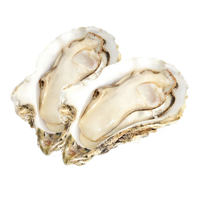 特大号正宗乳山生蚝肉贝壳鲜活新鲜牡蛎带壳海鲜水产海蛎子5斤5XL