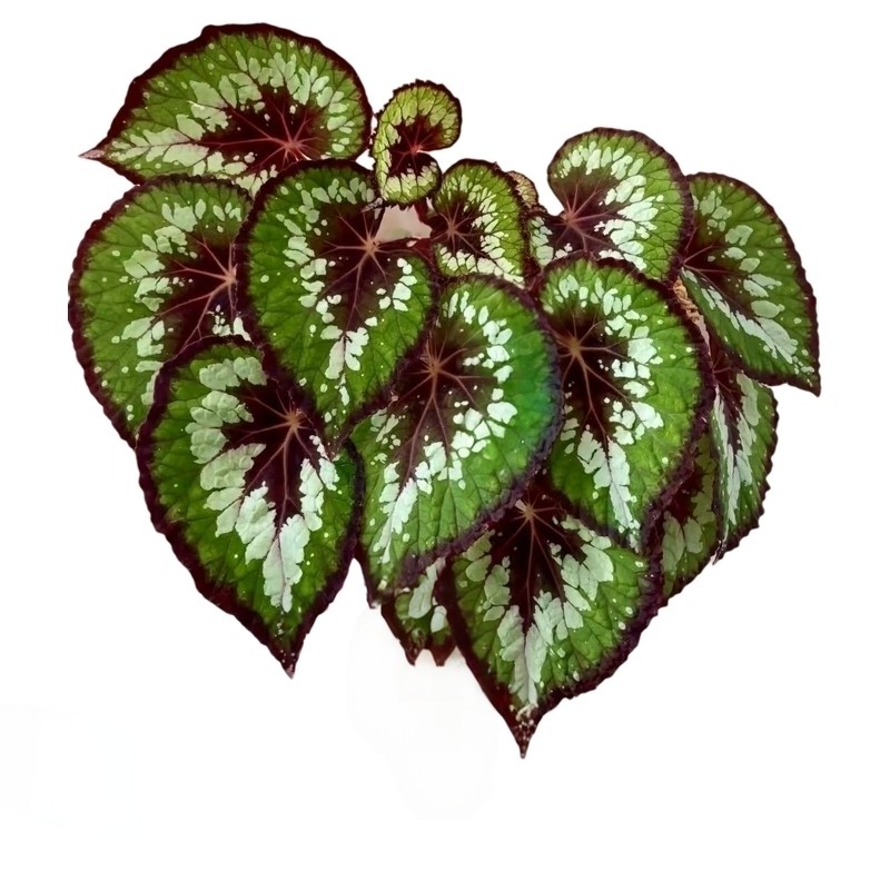 蟆叶秋海棠盆栽热植室内绿植彩叶芋观叶海芋海棠观叶植物花卉