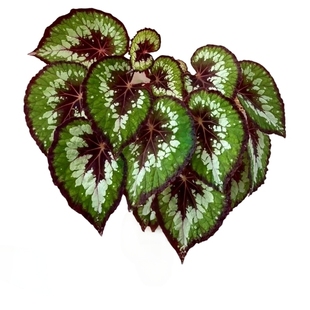 蟆叶秋海棠盆栽室内绿植彩叶芋观叶海芋热植垂丝海棠观叶植物花卉