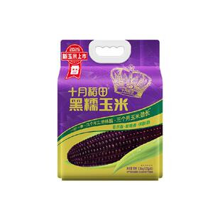 十月稻田东北黑糯玉米营养健康便携杂粮粗粮冬日早餐