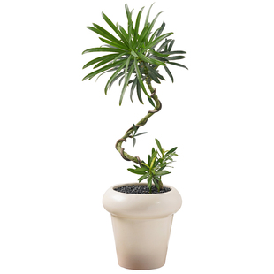 罗汉松盆栽客厅室内好养花卉绿植四季常青茶几办公桌摆件植物盆景