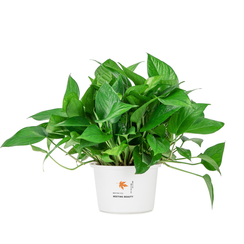 新房绿萝盆栽室内客厅绿植花卉家用净化空气长藤绿箩植物室内吊兰