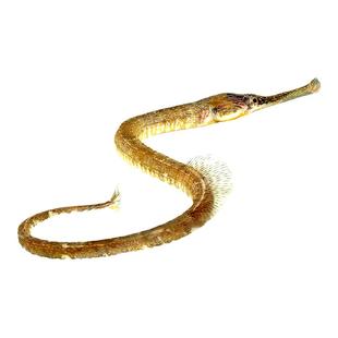 海龙鱼绿海龙趴趴龙鱼淡水淡化红腹小海龙热带观赏鱼定水发货活体