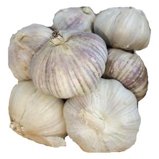 大蒜调味好物炒菜吃粉贵州高山农村无污染无农药自然生长包邮直发