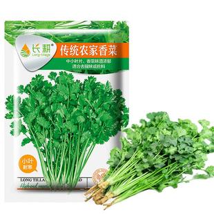 春播耐热香菜籽种大全大叶芫荽种子农家盆栽四季蔬菜种抗热小叶孑