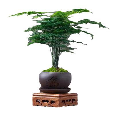 文竹盆栽植物室内净化空气办公室