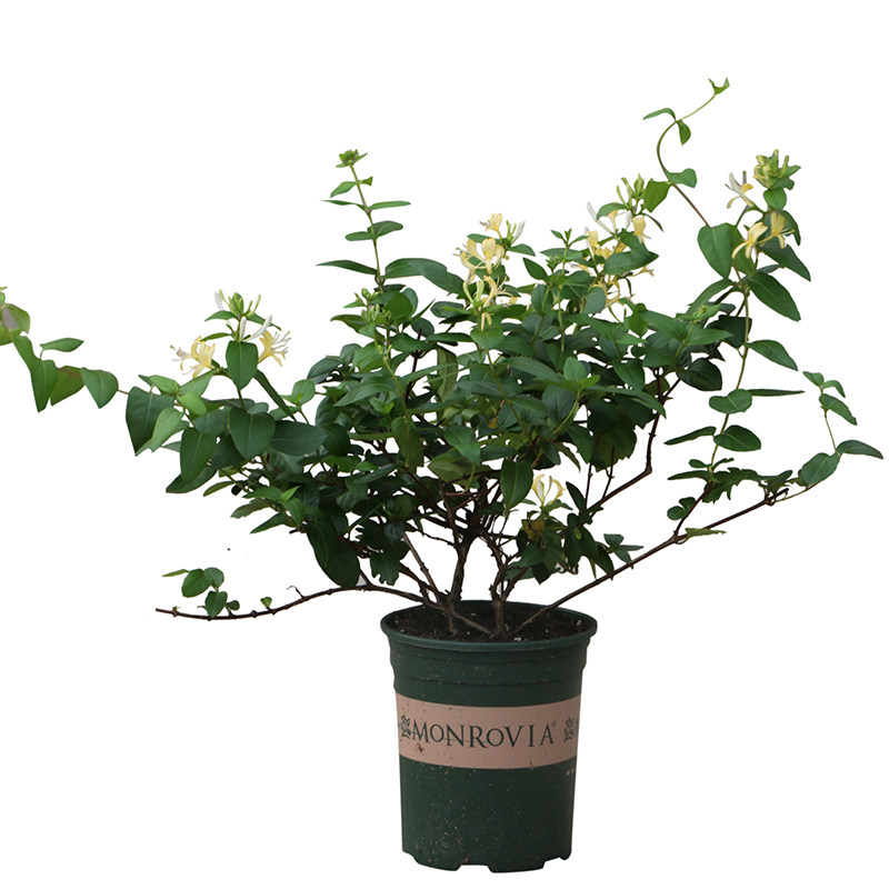 浓香金银花盆栽室内客厅四季花卉庭院阳台种植爬藤攀援植物泡茶