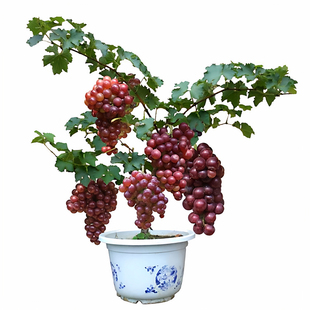 特大巨峰葡萄树老桩阳光玫瑰夏黑寒香蜜庭院南北方种植爬藤葡萄树