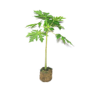 木瓜苗树大青红肉水果木瓜四季矮化红心木瓜苗当年结果南方种植