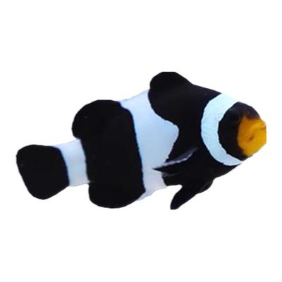 渔之家水族小丑鱼海水缸观赏活鱼