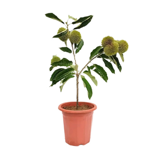 板栗苗树南方北方种植板栗树嫁接苗庭院当年结果板栗树果苗特大号