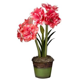 虹越进口朱顶红种球秘鲁荷兰花孔雀花园阳台多年生种球根新手花卉