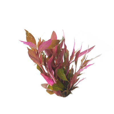 懒人鱼缸造景yee中后景水草