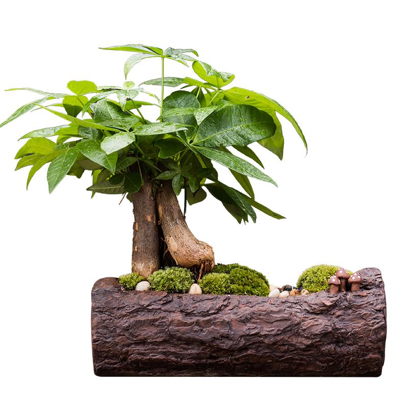 发财树办公室装饰客厅简约网红玄关送礼陶瓷绿植盆景创意桌面摆件