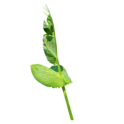 四川豌豆尖种子肥嫩无须秋冬蔬菜