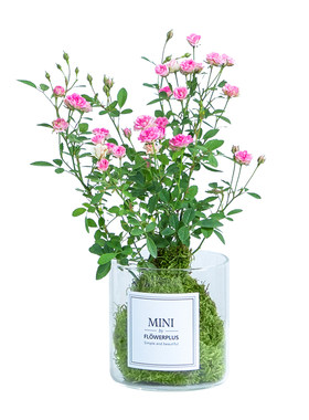 须惠姬月季盆栽植物好养带花苞