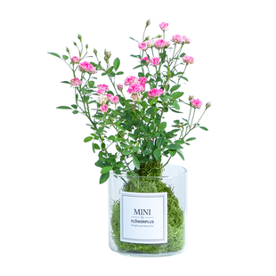 须惠姬月季带花苞苔藓球植物盆栽室内办公室桌面花卉绿植四季好养