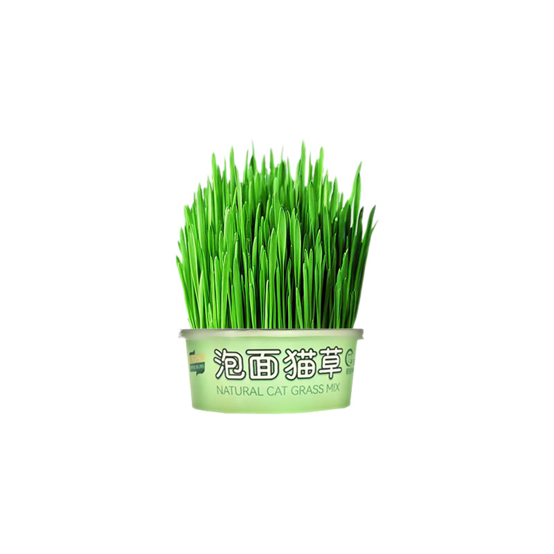 泡面猫草盆栽化毛球小麦种子种植水培自种已长好即食无土栽培
