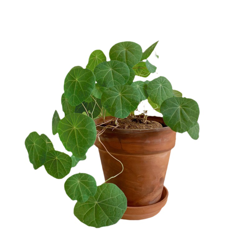 亲爱的绿植 山乌龟爬藤植物金不换招财龟块根耐旱室内ins网红盆栽