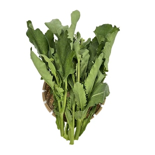 四川油菜苔新鲜现摘黑菜苔鲜嫩青菜苔白菜心农家自种当季时令蔬菜